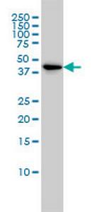 TSC22D4 Monoclonal Antibody (3C5)