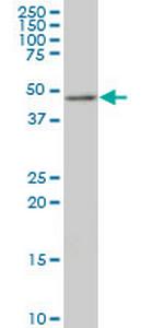 TSC22D4 Monoclonal Antibody (1C12)