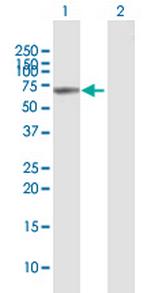 VANGL1 Polyclonal Antibody, MaxPab™