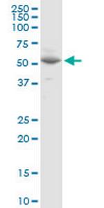 VANGL1 Polyclonal Antibody, MaxPab™