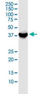 GSG1 Monoclonal Antibody (1D11)