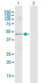 SLC25A31 Polyclonal Antibody, MaxPab™
