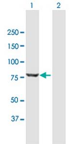DKFZP434G1415 Polyclonal Antibody, MaxPab™