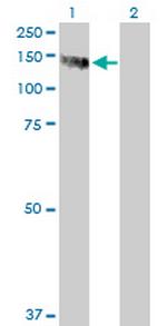 PMFBP1 Polyclonal Antibody, MaxPab™
