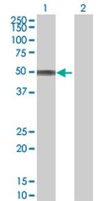CDCA1 Polyclonal Antibody, MaxPab™