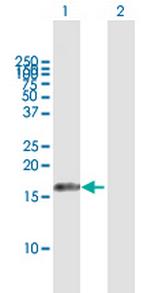 C9orf58 Polyclonal Antibody, MaxPab™