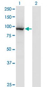 COG3 Monoclonal Antibody (2G7)