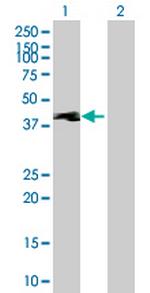 TEKT1 Polyclonal Antibody, MaxPab™