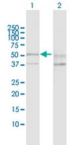 SESN2 Polyclonal Antibody, MaxPab™