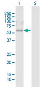 CRISPLD1 Polyclonal Antibody, MaxPab™