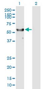 RPS6KL1 Polyclonal Antibody, MaxPab™