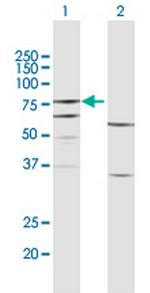 FERMT3 Polyclonal Antibody, MaxPab™