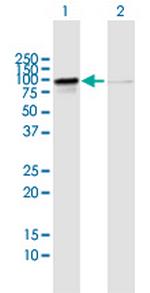 RIOK1 Polyclonal Antibody, MaxPab™