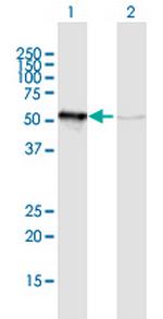 GRWD1 Polyclonal Antibody, MaxPab™