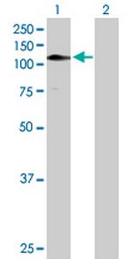 ZNF484 Antibody in Western Blot (WB)