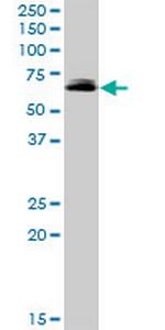 FRMD8 Antibody in Western Blot (WB)