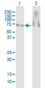 ATAD3B Polyclonal Antibody, MaxPab™