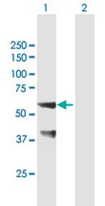 SNX25 Polyclonal Antibody, MaxPab™