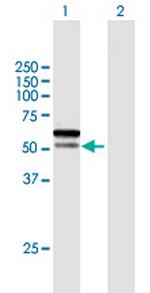 C1orf124 Polyclonal Antibody, MaxPab™