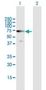 HDAC10 Polyclonal Antibody, MaxPab™