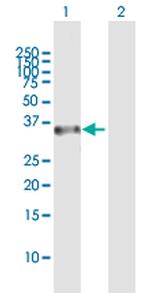 RASSF4 Polyclonal Antibody, MaxPab™