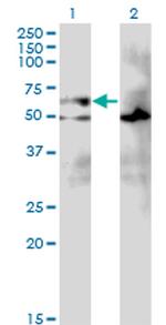 EIF2A Monoclonal Antibody (3D5)