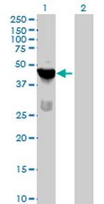 TSSK1B Polyclonal Antibody, MaxPab™