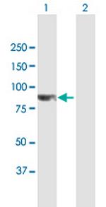 CCDC8 Polyclonal Antibody, MaxPab™