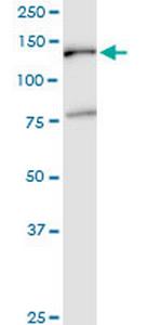 EMILIN2 Monoclonal Antibody (3D9)
