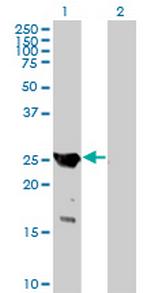 GAJ Antibody in Western Blot (WB)