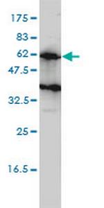KIRREL2 Monoclonal Antibody (2B9-1D3)