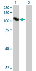 ARMC2 Antibody in Western Blot (WB)