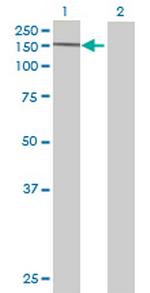 C14orf155 Antibody in Western Blot (WB)