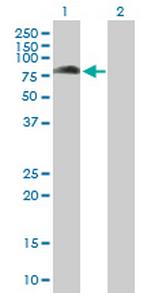 KBTBD7 Polyclonal Antibody, MaxPab™