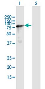 NSRP1 Polyclonal Antibody, MaxPab™