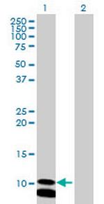 PCBD2 Polyclonal Antibody, MaxPab™