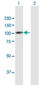 PRAM1 Polyclonal Antibody, MaxPab™