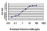 ZIC4 Antibody in ELISA (ELISA)