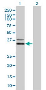 PCGF6 Polyclonal Antibody, MaxPab™