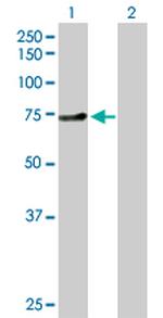 ZNF394 Polyclonal Antibody, MaxPab™