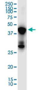 SLC7A6OS Monoclonal Antibody (3D10)