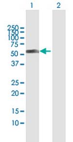 MYST1 Polyclonal Antibody, MaxPab™