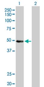 MYST1 Polyclonal Antibody, MaxPab™