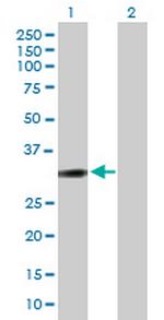 PPP1R1B Polyclonal Antibody, MaxPab™
