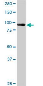 ASCC2 Polyclonal Antibody, MaxPab™