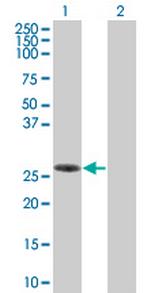 SLA2 Polyclonal Antibody, MaxPab™