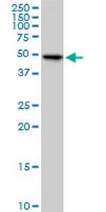 FLJ23356 Monoclonal Antibody (6F10)