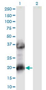 MAF1 Monoclonal Antibody (2D6)