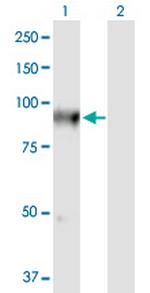FLYWCH1 Polyclonal Antibody, MaxPab™