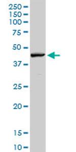 RNF135 Antibody in Western Blot (WB)